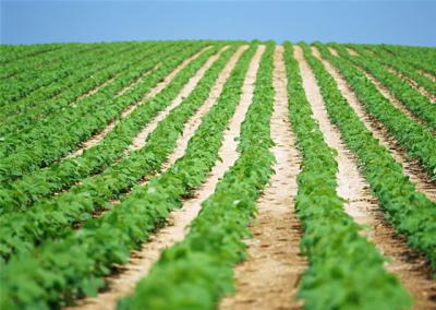 中江縣祥瑞糧食專(zhuān)業(yè)合作社